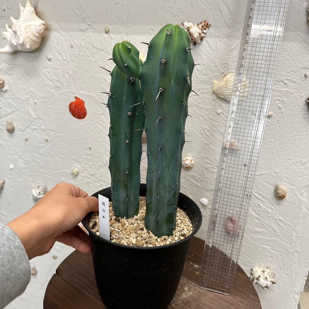 Amazon.co.jp: サボテン《竜神木》5号鉢 : Toys & Games